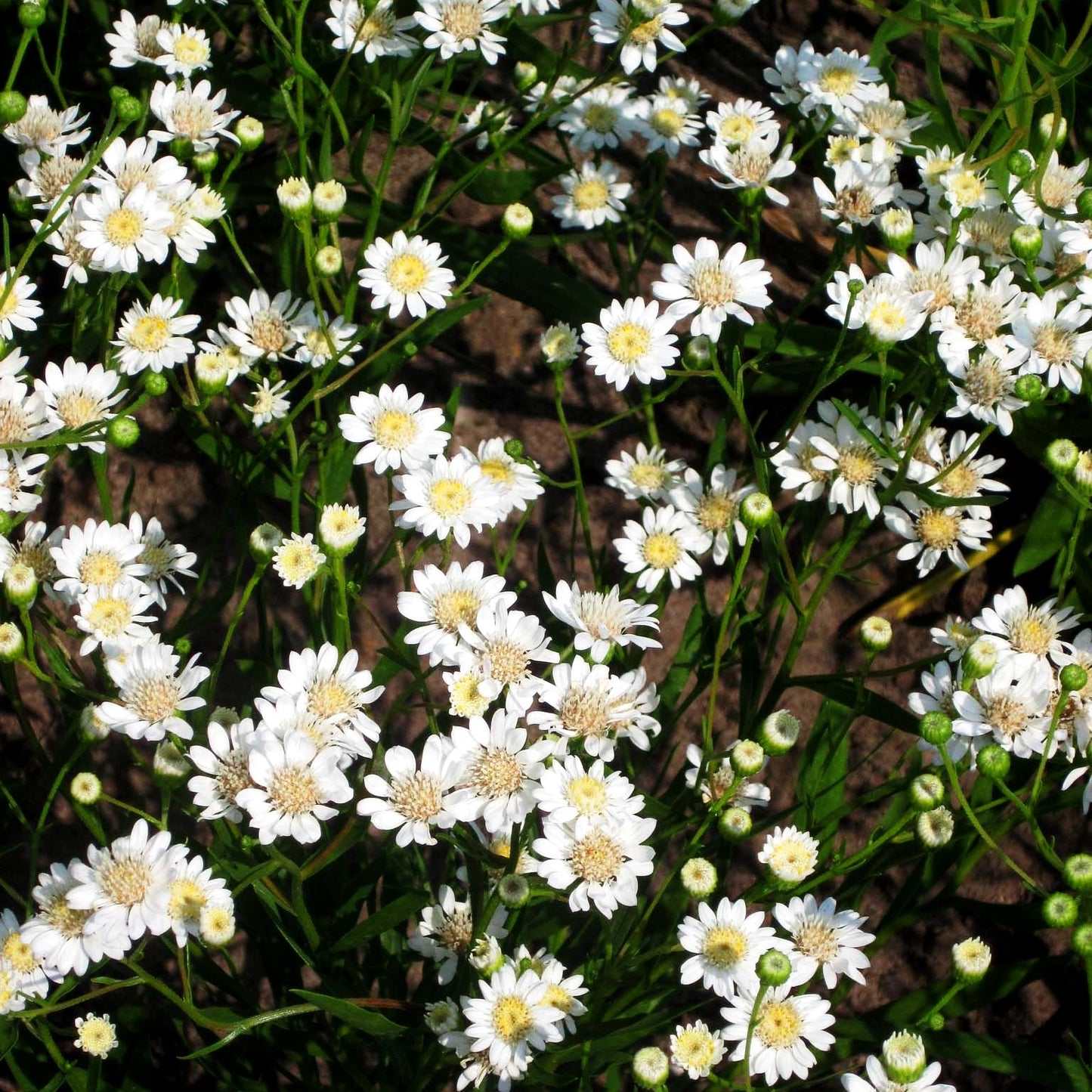 Weiße Goldrute 'Major' (Solidago ptarmicoides)