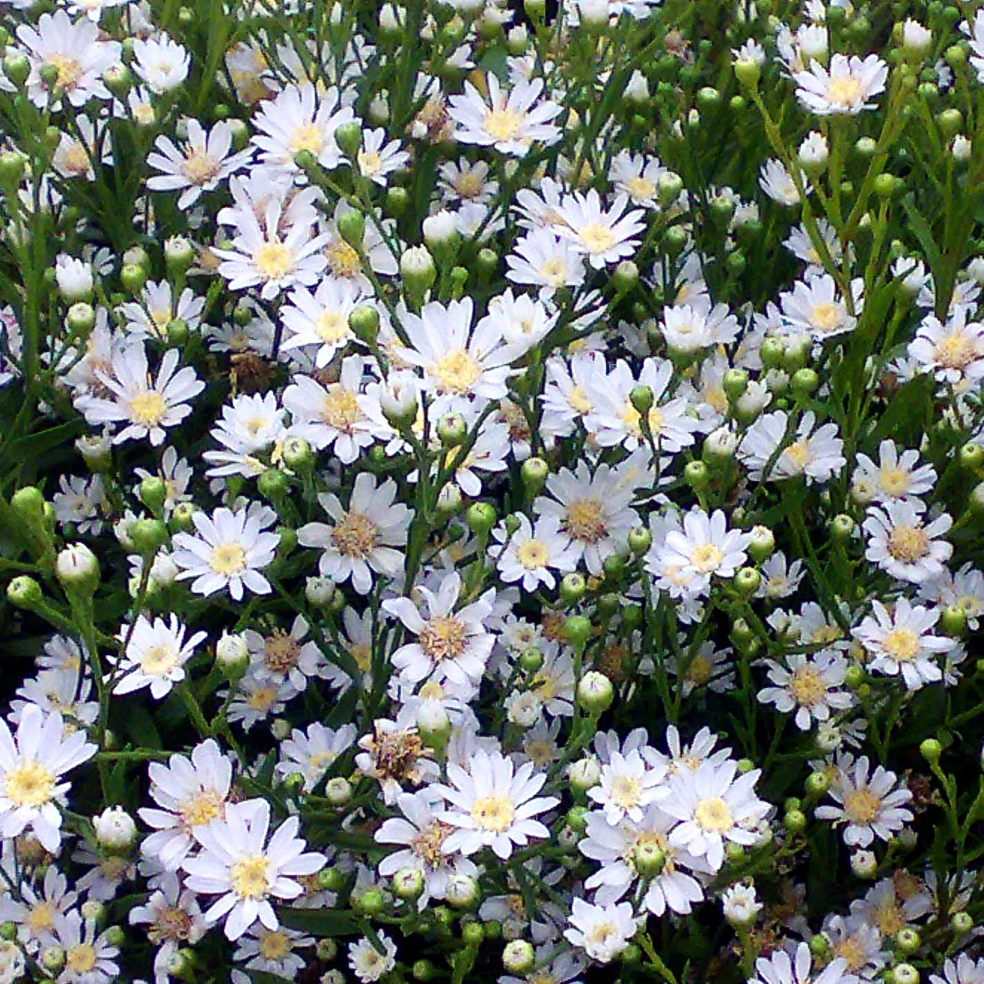Weiße Goldrute 'Major' (Solidago ptarmicoides)