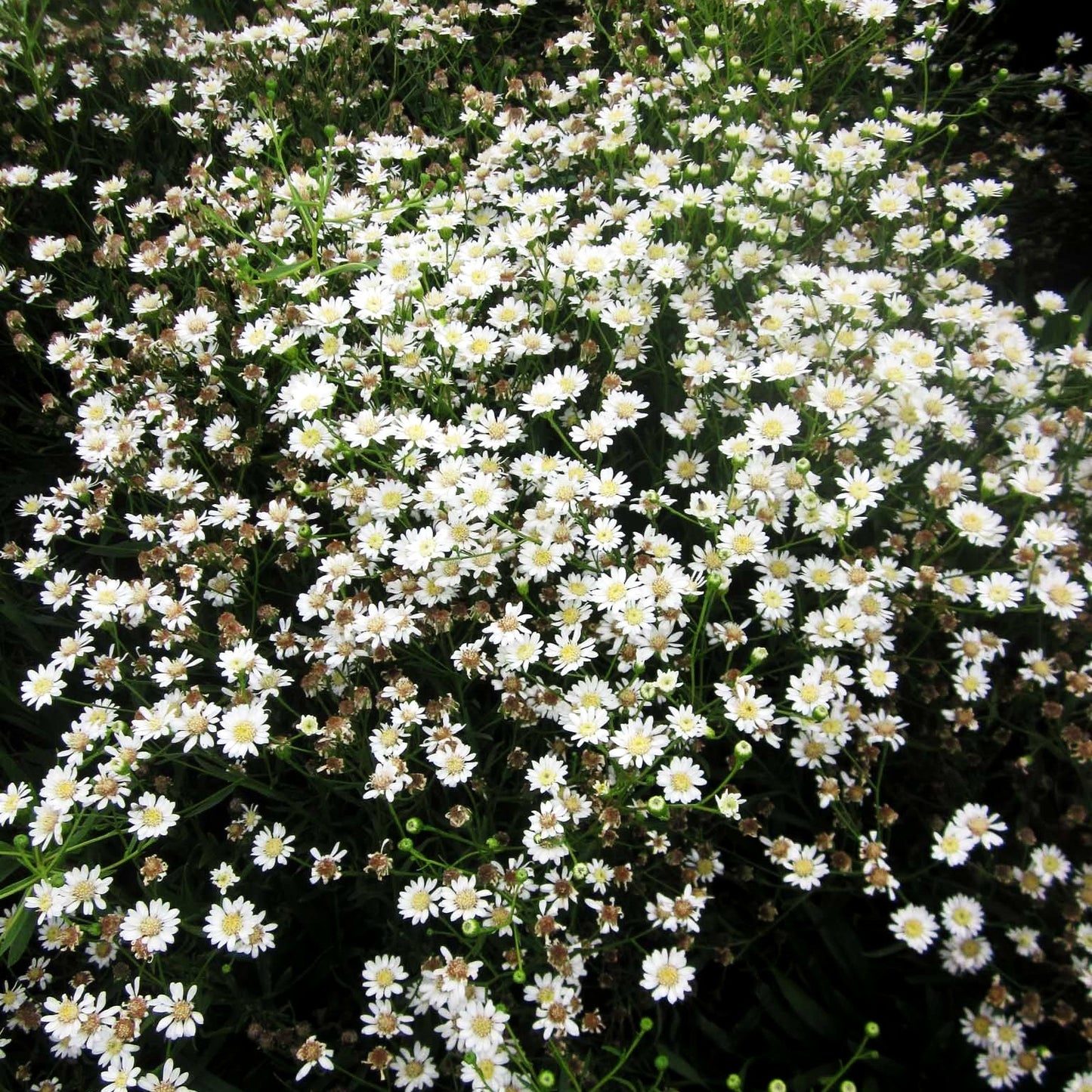 Weiße Goldrute 'Major' (Solidago ptarmicoides)