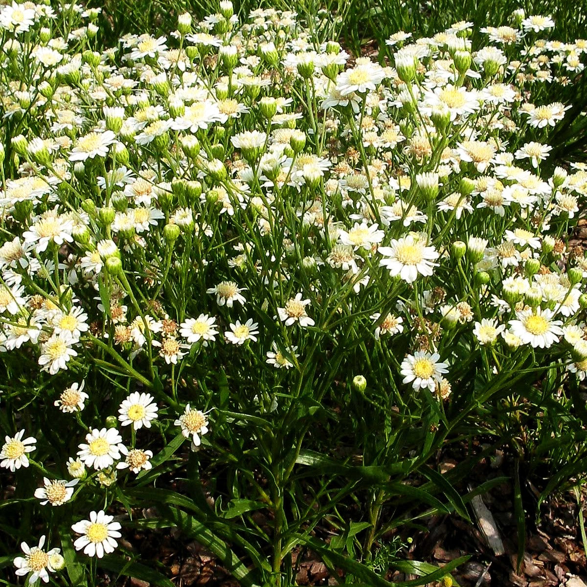 Weiße Goldrute 'Major' (Solidago ptarmicoides)