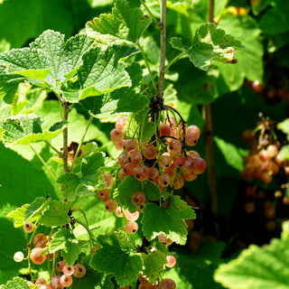 Weiße Johannisbeere 'Weiße Versailler' (Ribes sativum I)