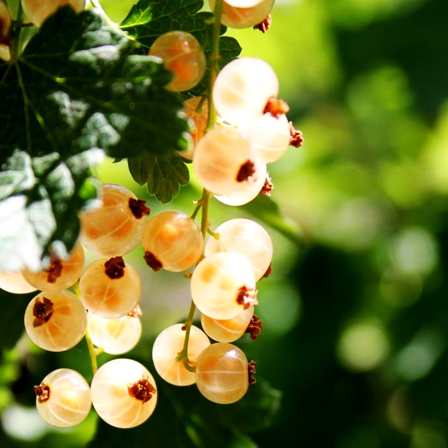 Weiße Johannisbeere 'Weiße Versailler' (Ribes sativum I)