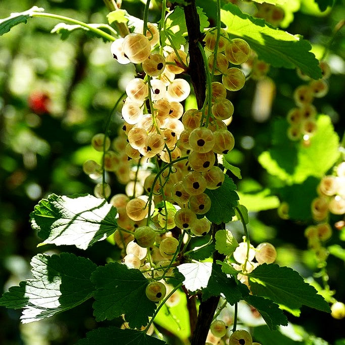 Weiße Johannisbeere 'Weiße Versailler' (Ribes sativum I)