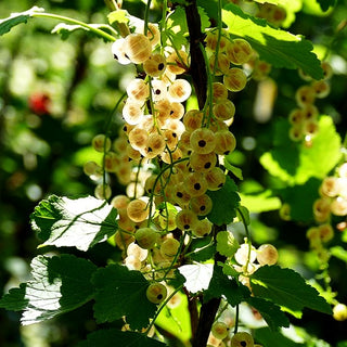 Weiße Johannisbeere 'Weiße Versailler' (Ribes sativum I)