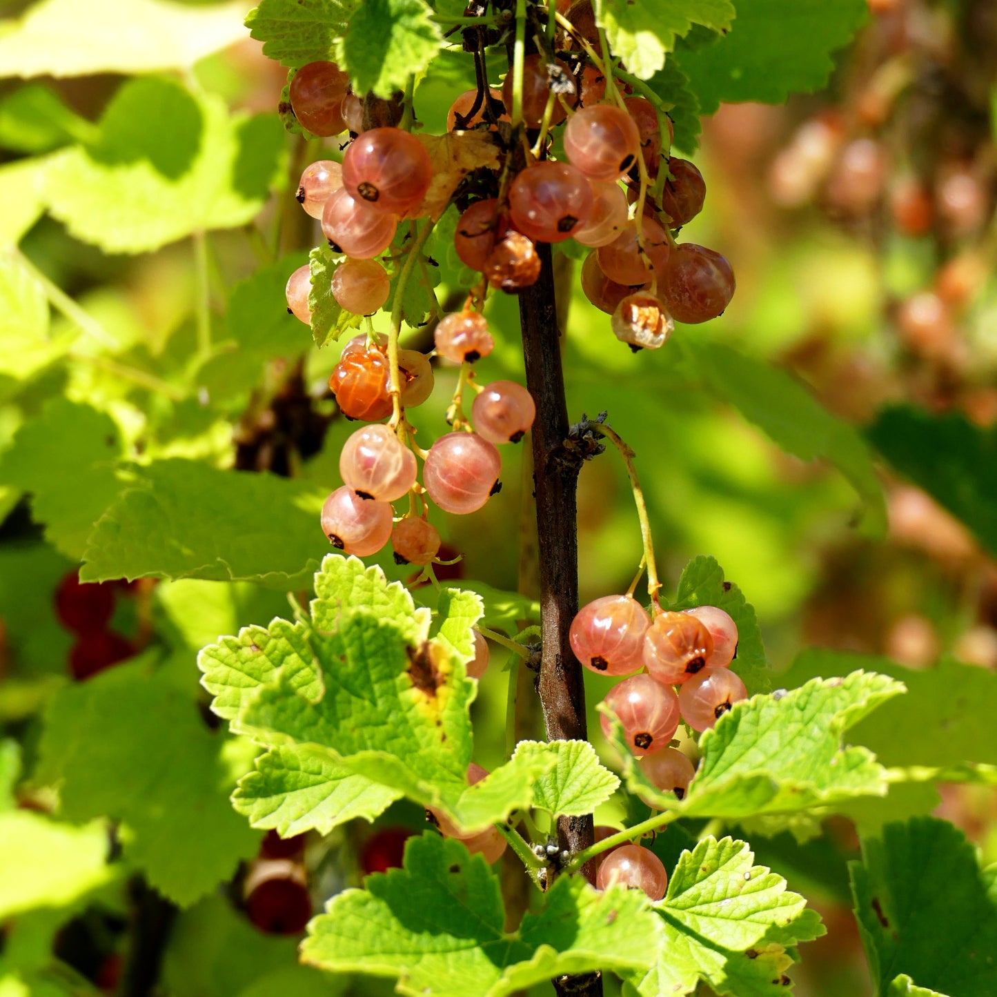 Weiße Johannisbeere 'Weiße Versailler' (Ribes sativum I)