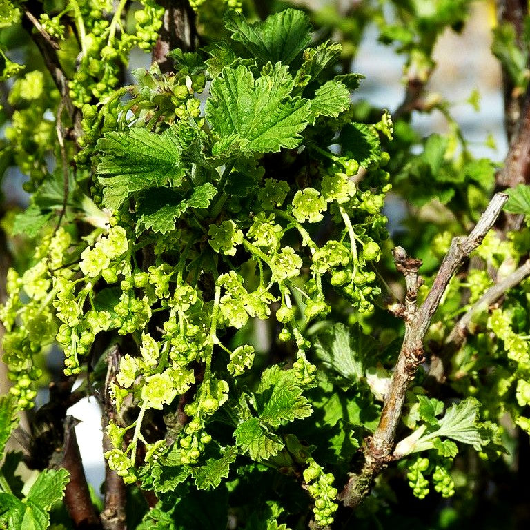 Weiße Johannisbeere 'Weiße Versailler' (Ribes sativum I)