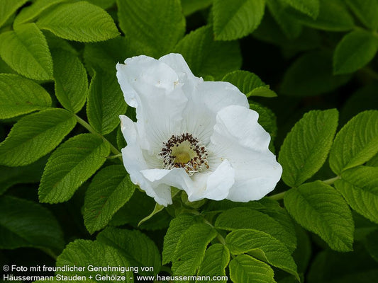 Weiße Kartoffel-Rose (Rosa rugosa alba)
