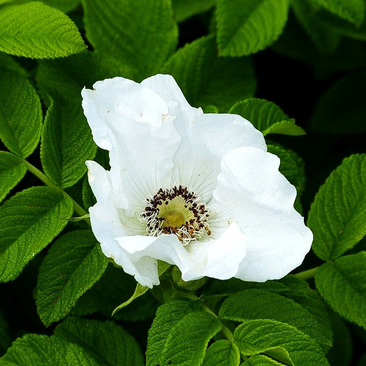 Weiße Kartoffel-Rose (Rosa rugosa alba)