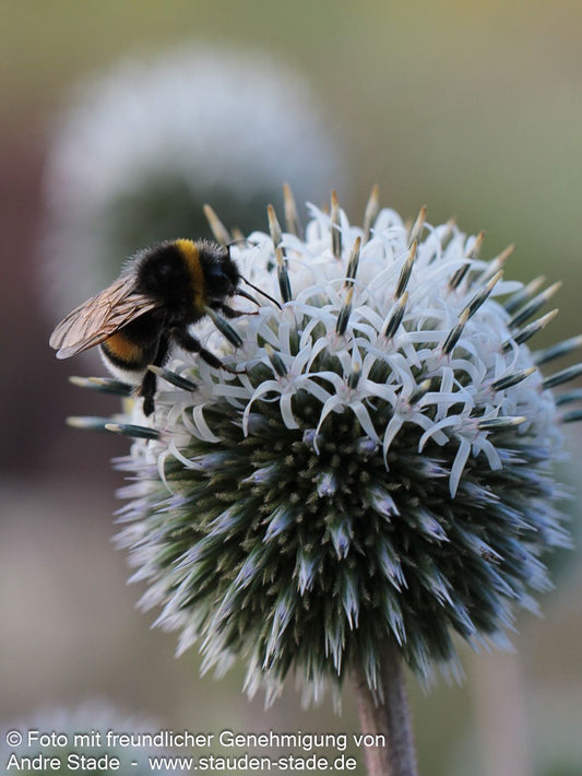 Weiße Kugeldistel 'Arctic Glow' (Echinops sphaerocephalus)