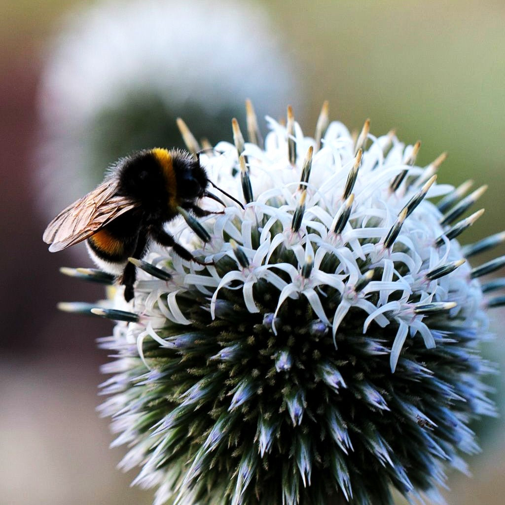 Weiße Kugeldistel 'Arctic Glow' (Echinops sphaerocephalus)