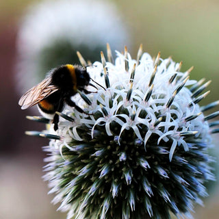 Weiße Kugeldistel 'Arctic Glow' (Echinops sphaerocephalus)