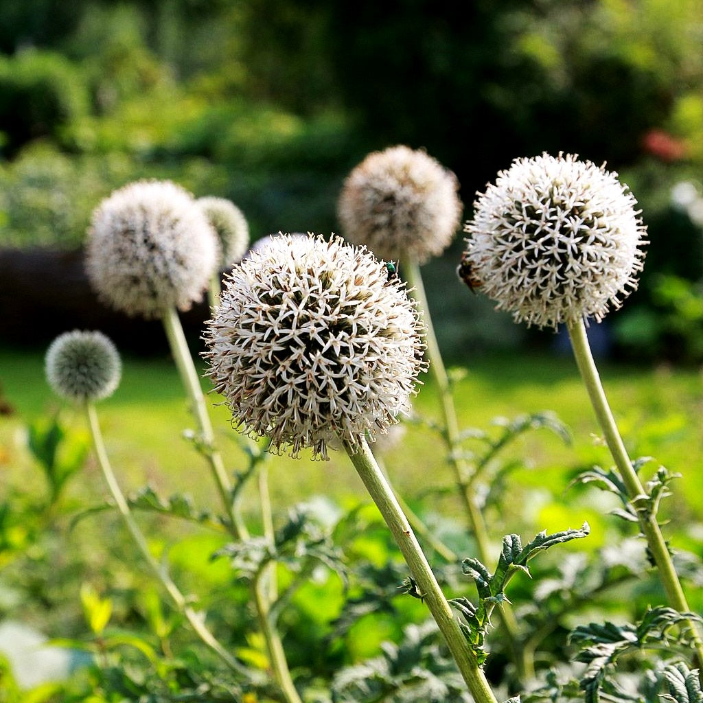Weiße Kugeldistel 'Arctic Glow' (Echinops sphaerocephalus)