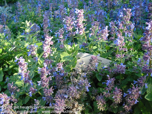 Weiße Melisse (Nepeta cataria ssp.citriodora)