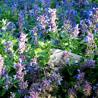 Weiße Melisse (Nepeta cataria ssp.citriodora)