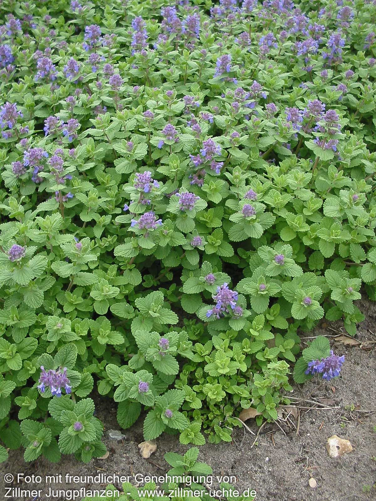 Weiße Melisse (Nepeta cataria ssp.citriodora)