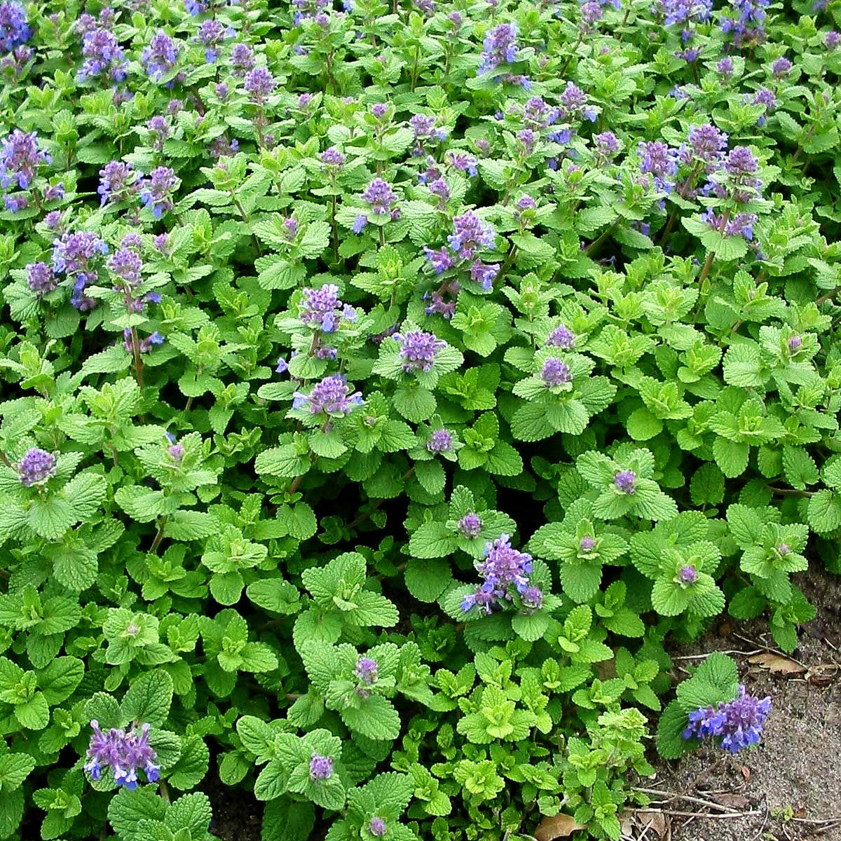 Weiße Melisse (Nepeta cataria ssp.citriodora)