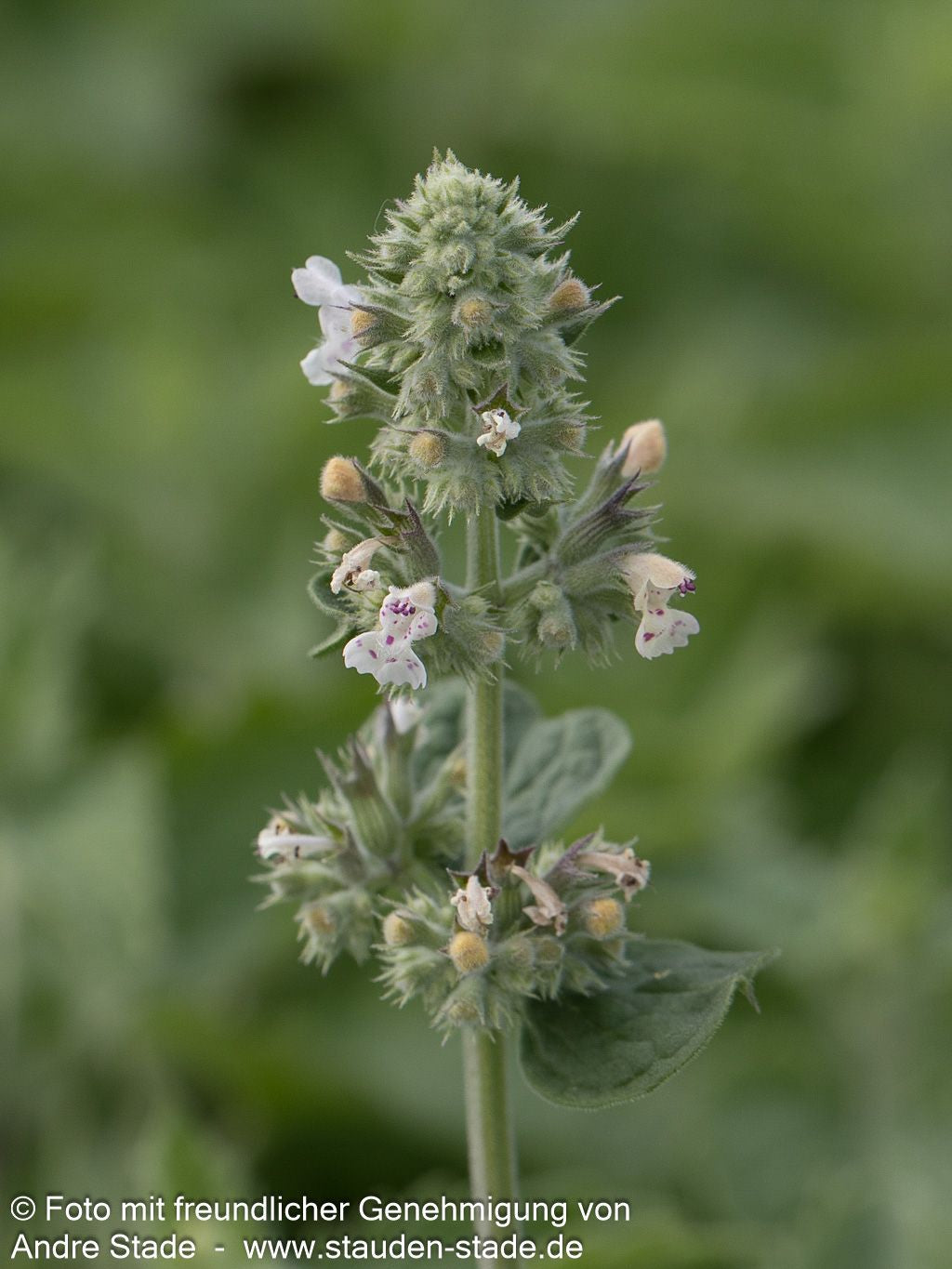Weiße Melisse (Nepeta cataria ssp.citriodora)