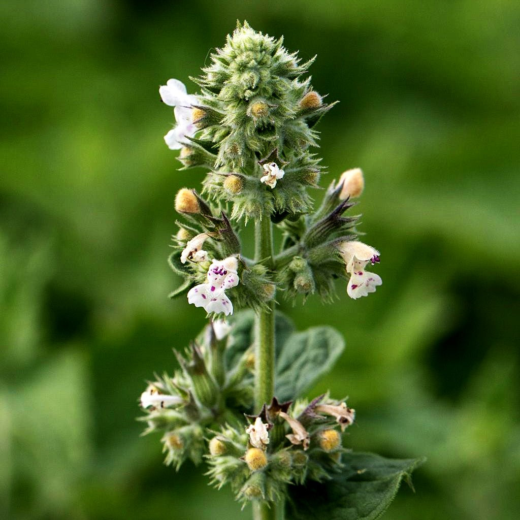 Weiße Melisse (Nepeta cataria ssp.citriodora)