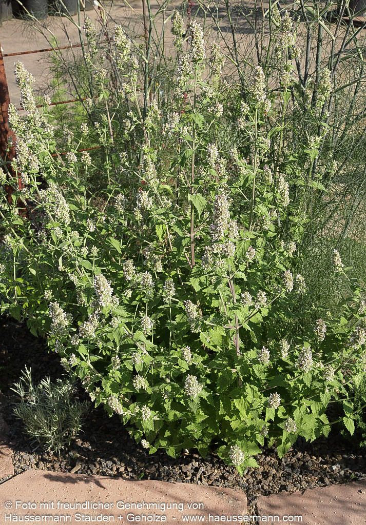 Weiße Melisse (Nepeta cataria ssp.citriodora)