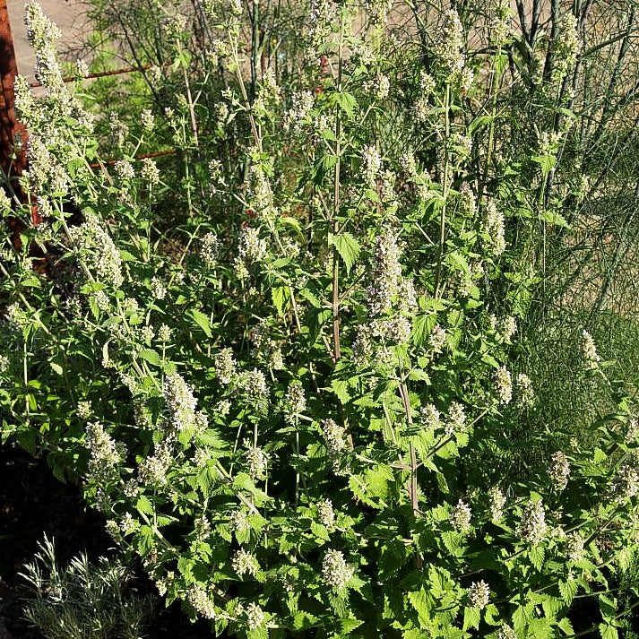 Weiße Melisse (Nepeta cataria ssp.citriodora)