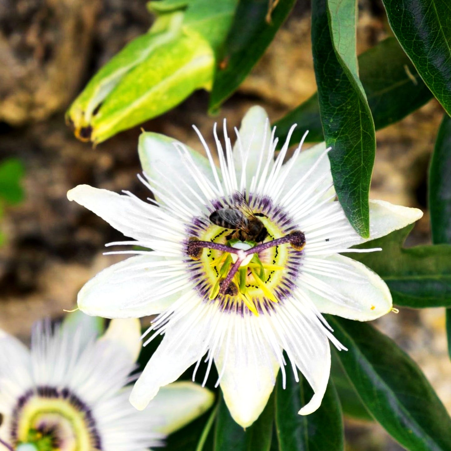 Weiße Passionsblume 'Constance Elliot' (Passiflora caerulea)