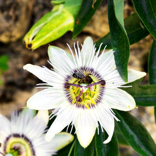 Weiße Passionsblume 'Constance Elliot' (Passiflora caerulea)