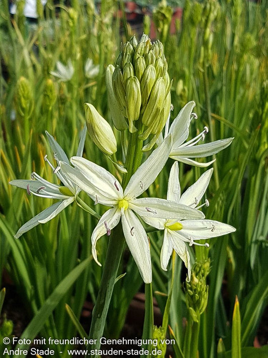 Weiße Prärielilie 'Alba' (Camassia leichtlinii)