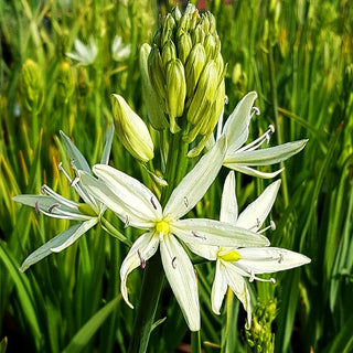 Weiße Prärielilie 'Alba' (Camassia leichtlinii)