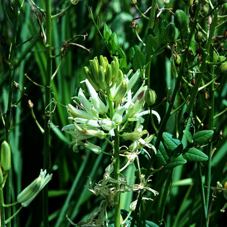 Weiße Prärielilie 'Alba' (Camassia leichtlinii)