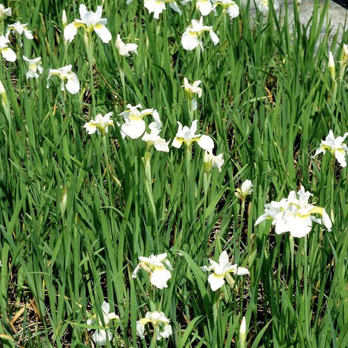 Weiße Purpur-Schwertlilie 'Snow Queen' (Iris sanguinea)