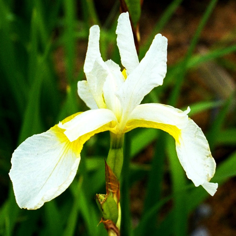 Weiße Purpur-Schwertlilie 'Snow Queen' (Iris sanguinea)