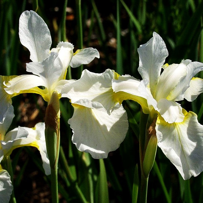 Weiße Purpur-Schwertlilie 'Snow Queen' (Iris sanguinea)