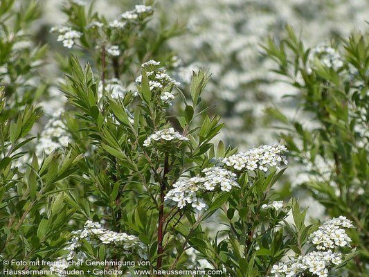 Weiße Rispen-Spiere 'Grefsheim' (Spiraea cinerea)