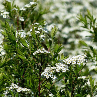 Weiße Rispen-Spiere 'Grefsheim' (Spiraea cinerea)