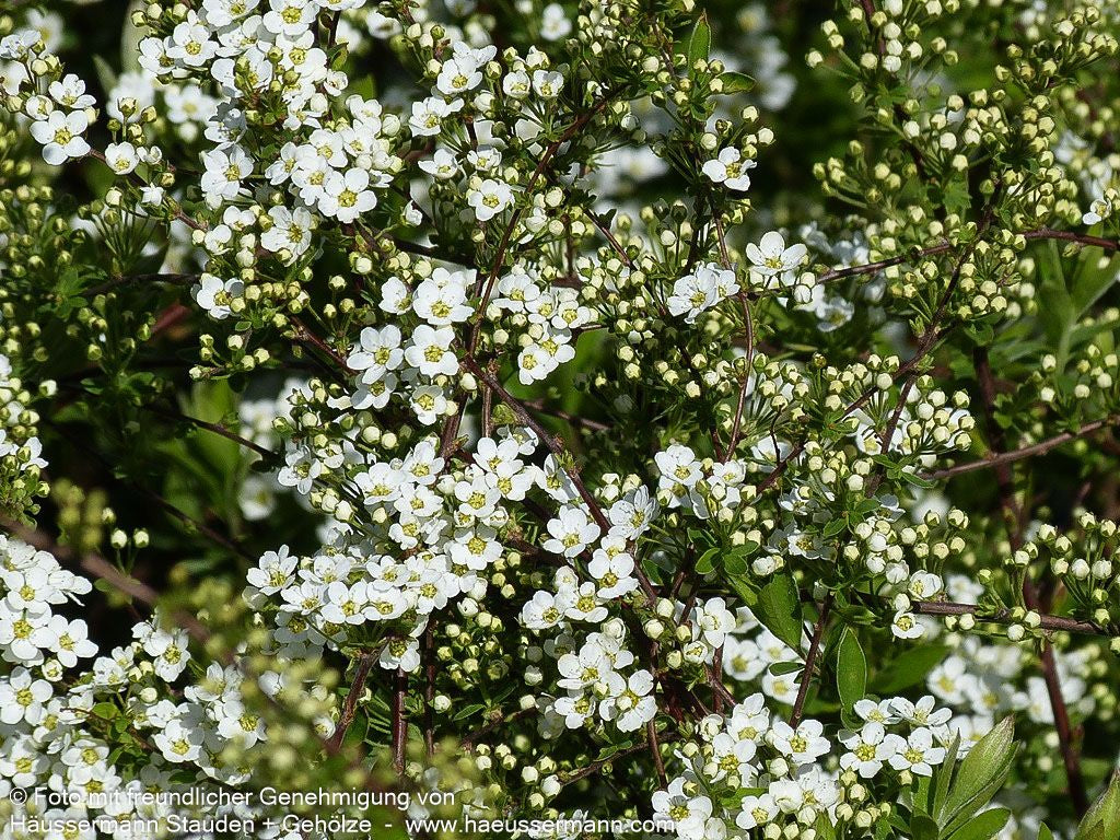 Weiße Rispen-Spiere 'Grefsheim' (Spiraea cinerea)