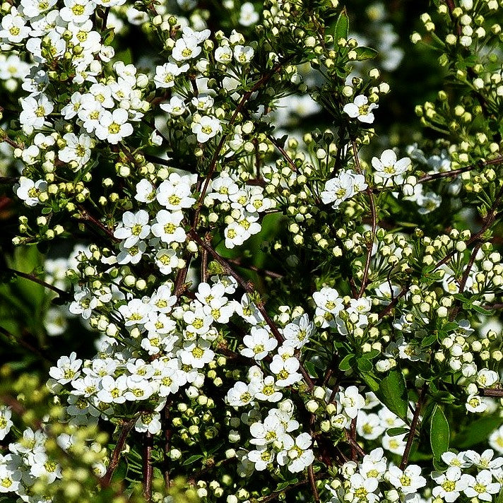 Weiße Rispen-Spiere 'Grefsheim' (Spiraea cinerea)