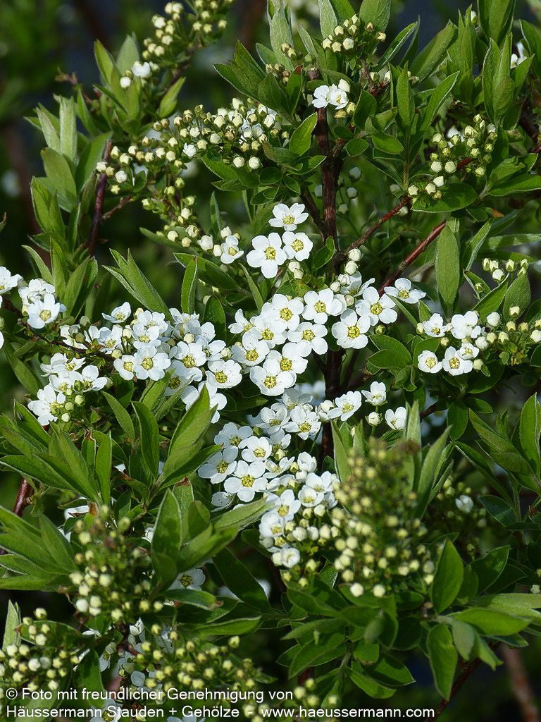 Weiße Rispen-Spiere 'Grefsheim' (Spiraea cinerea)