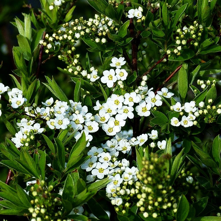 Weiße Rispen-Spiere 'Grefsheim' (Spiraea cinerea)