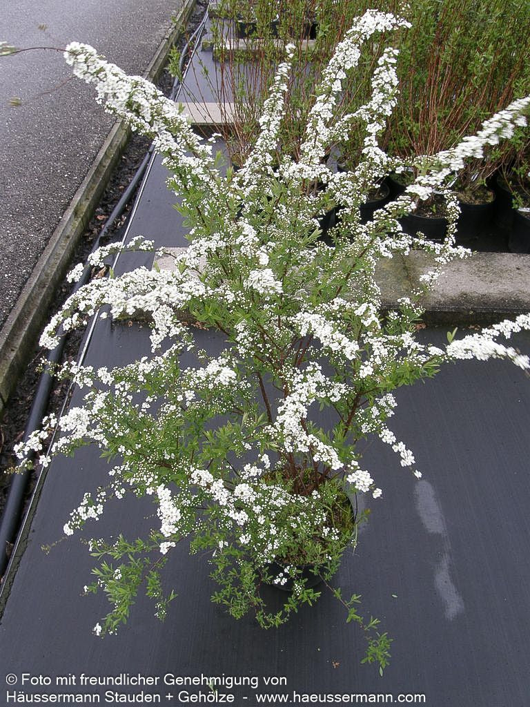 Weiße Rispen-Spiere 'Grefsheim' (Spiraea cinerea)