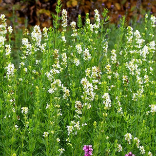 Weißer Apotheker-Ysop 'Albus' (Hyssopus officinalis)