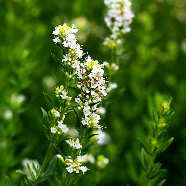Weißer Apotheker-Ysop 'Albus' (Hyssopus officinalis)