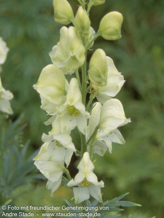 Weißer Berg-Eisenhut 'Album' (Aconitum napellus)