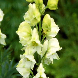 Weißer Berg-Eisenhut 'Album' (Aconitum napellus)