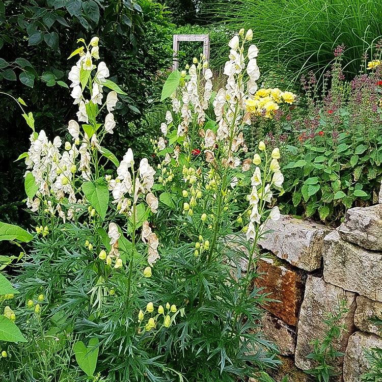 Weißer Berg-Eisenhut 'Album' (Aconitum napellus)