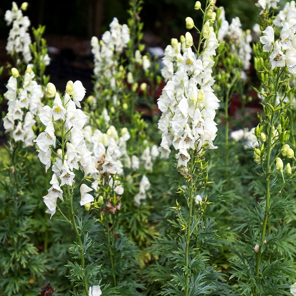 Weißer Berg-Eisenhut 'Album' (Aconitum napellus)