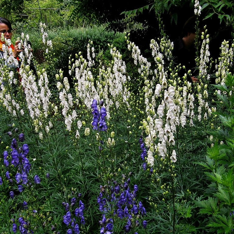 Weißer Berg-Eisenhut 'Album' (Aconitum napellus)