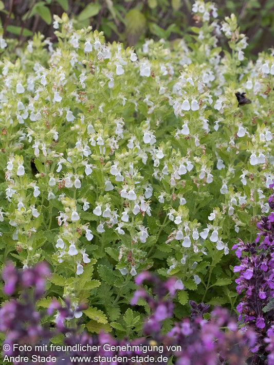 Weißer Gamander 'Album' (Teucrium chamaedrys)
