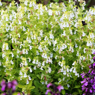 Weißer Gamander 'Album' (Teucrium chamaedrys)