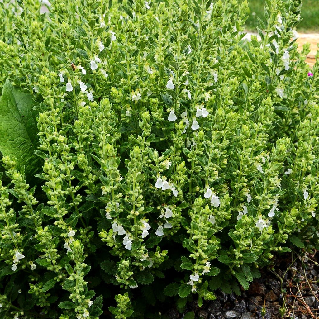 Weißer Gamander 'Album' (Teucrium chamaedrys)