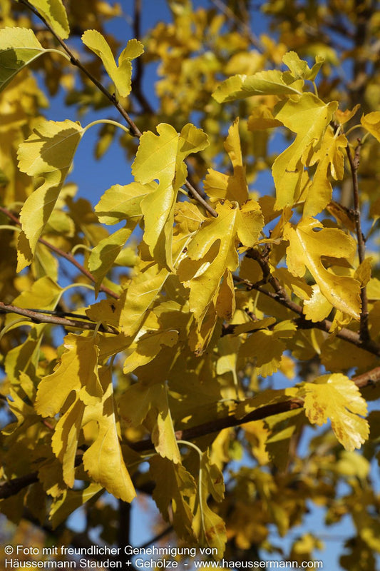 Weißer Maulbeerbaum (Morus alba)